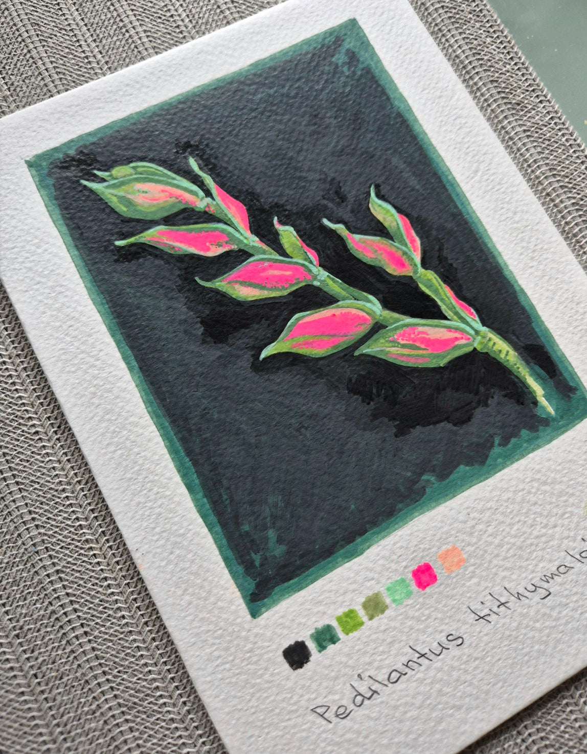 Acrylic marker illustration of Pedilanthus tithymaloides — vibrant leaf pattern on dark background, painted on watercolor paper.