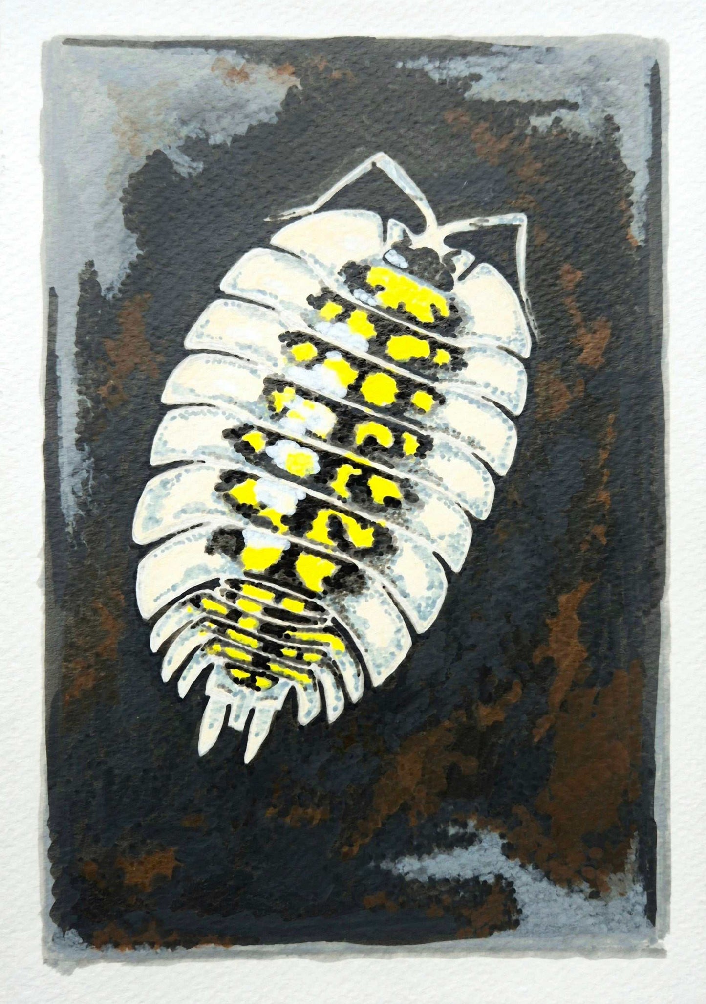 Isopod illustration in acrylics - Porchellio tortonesei isopod original drawing