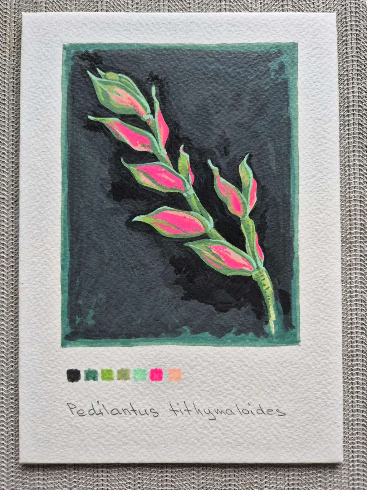 Botanical illustration of Pedilanthus tithymaloides — one-of-a-kind original with neon-pink leaves and deep shadows.