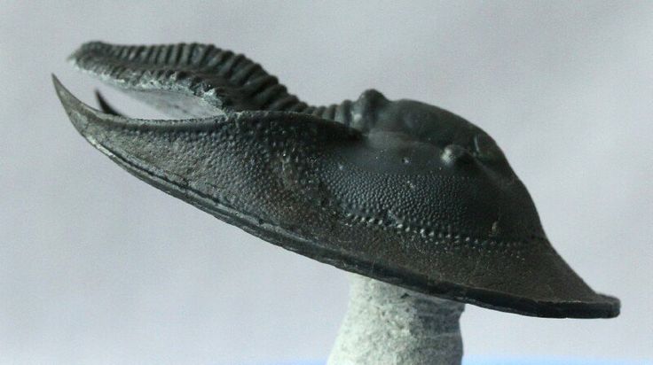 Side view of a trilobite fossil showing the wide curved head shield and ridged segmented body.