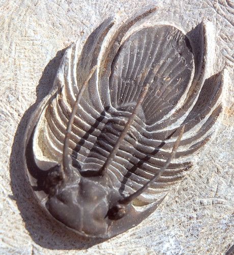 Close-up of a fossil trilobite with long curved spines and a strongly segmented body
