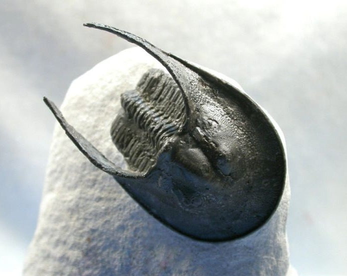 Black trilobite fossil with a broad shield-like head and two sweeping horn-like projections.