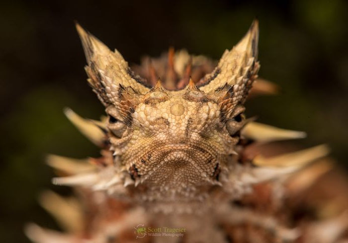 Horned lizard with a broad flattened body and pronounced spikes around its head.
