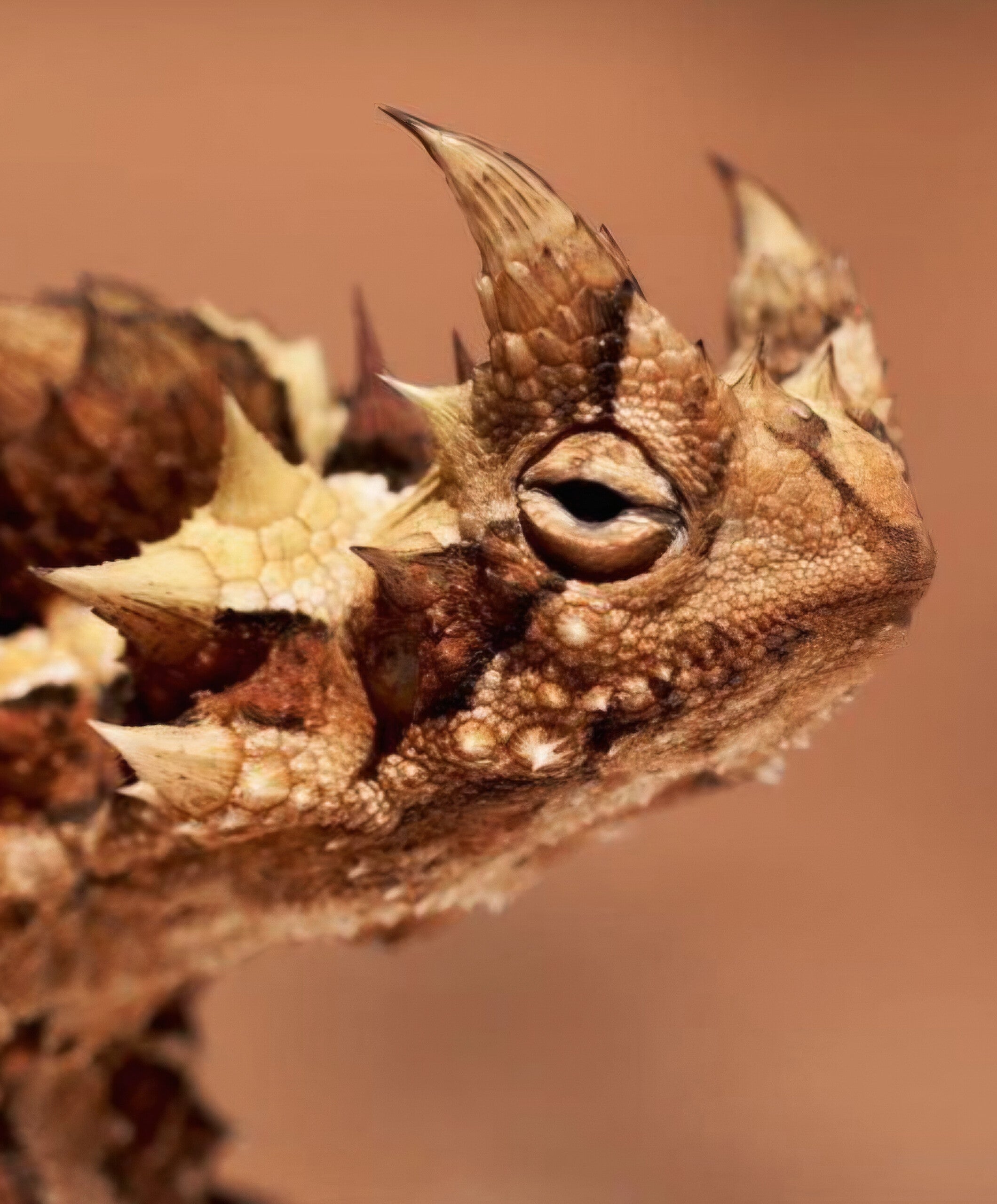 Horned lizard viewed from above, showing its wide body, pointed scales, and rounded silhouette.