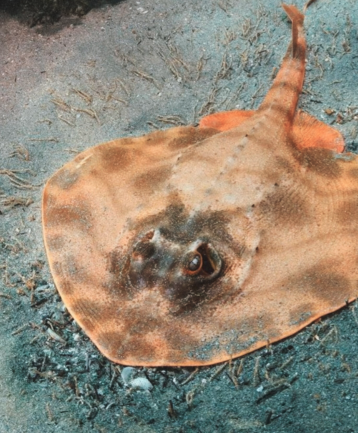 Ray viewed from above, showing its broad wing-like body and long tapering tail.