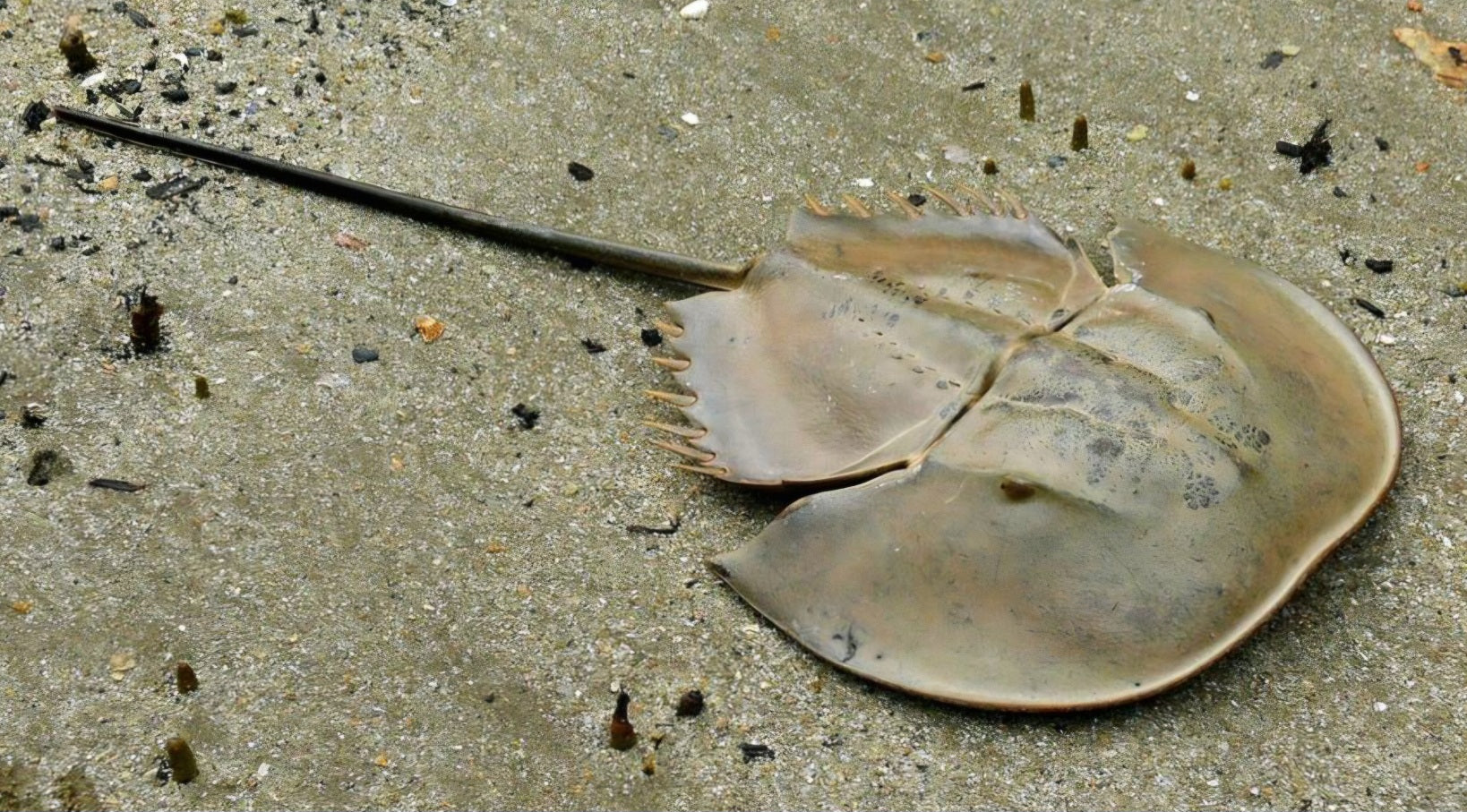 Horseshoe crab, Tachypleus gigas, resting on sand.