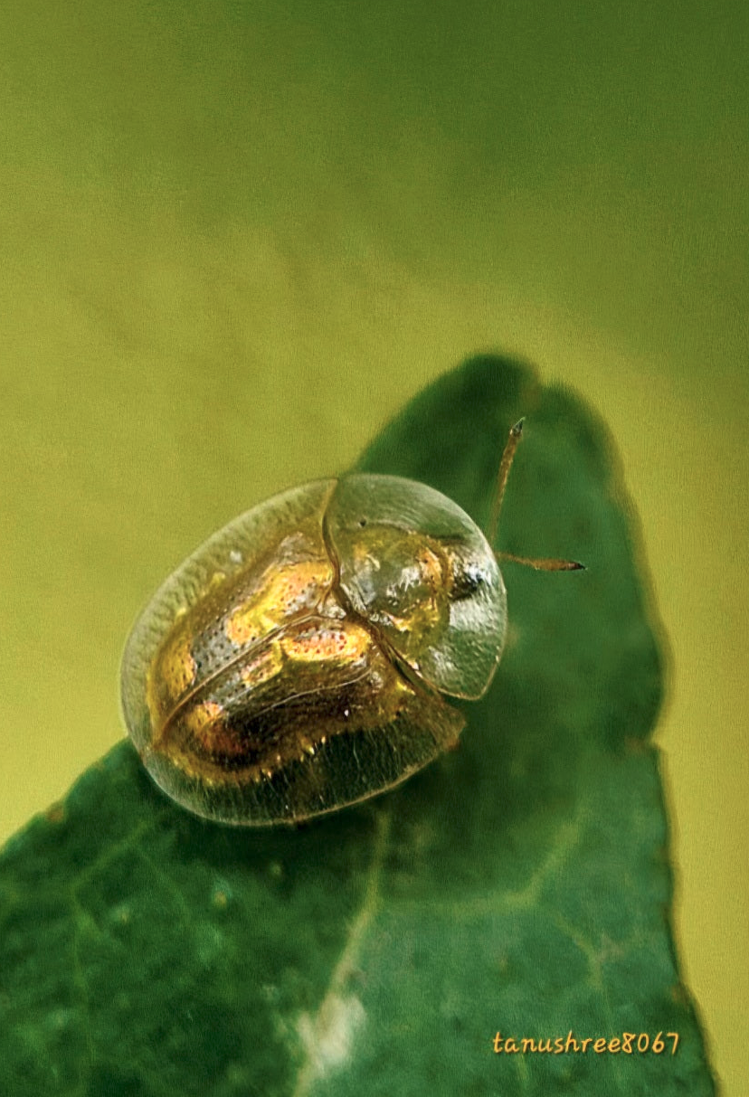 Tortoise beetle on a leaf, showing its metallic body beneath a wide semi-translucent shell.