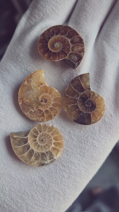 Nautilus necklace in sterling silver - Ammonite fossil