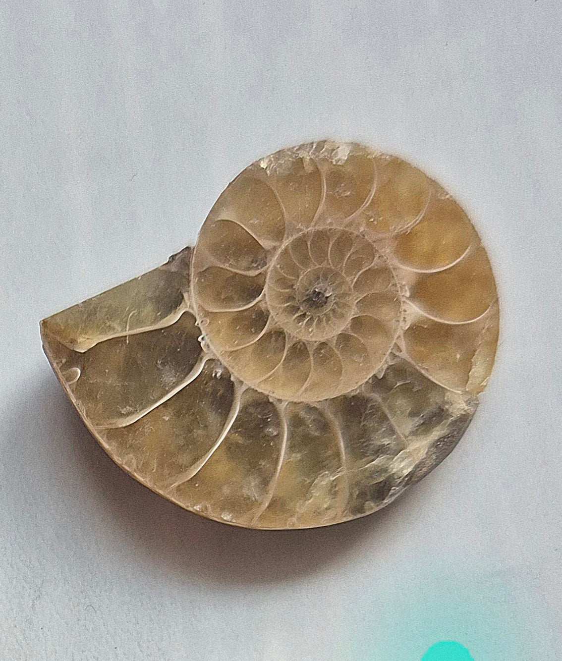 Nautilus necklace in sterling silver - Ammonite fossil