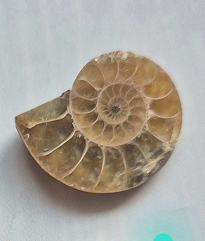 Nautilus necklace in sterling silver - Ammonite fossil