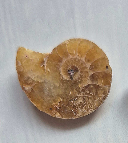 Nautilus necklace in sterling silver - Ammonite fossil