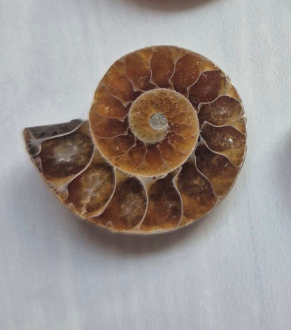 Nautilus necklace in sterling silver - Ammonite fossil