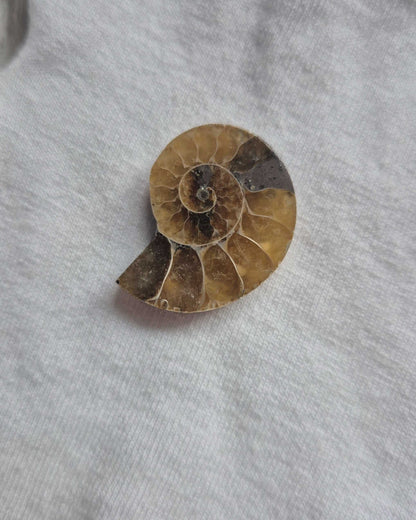 Nautilus necklace in sterling silver - Ammonite fossil
